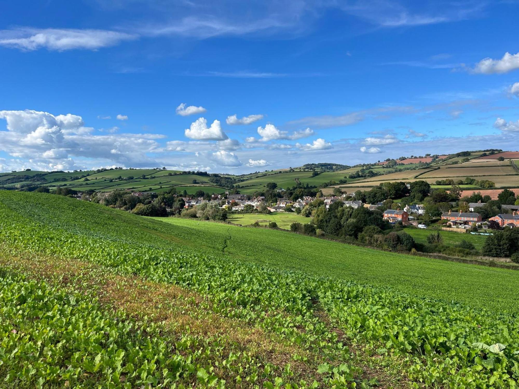 Thorverton Arms Стая снимка